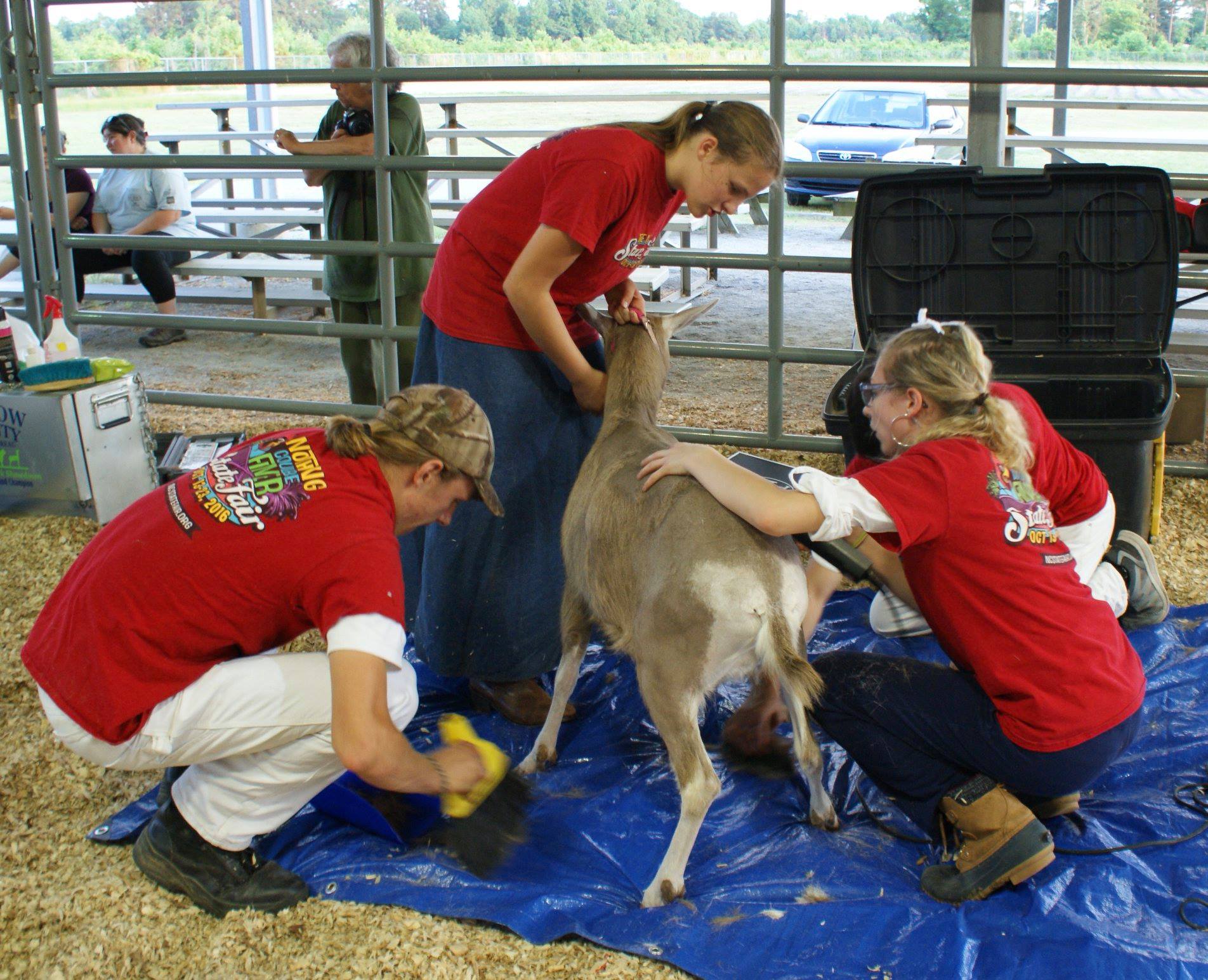 Youth North Carolina Dairy Goat Breeders Association