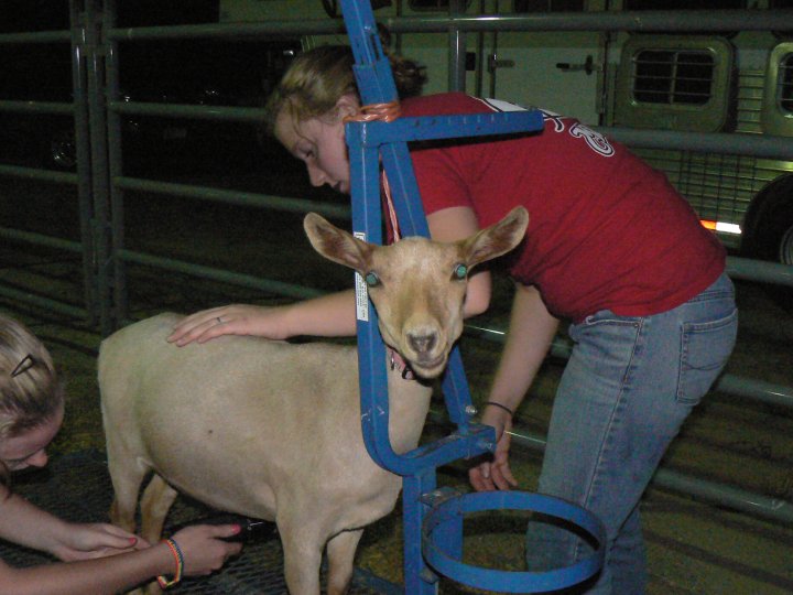 Youth North Carolina Dairy Goat Breeders Association