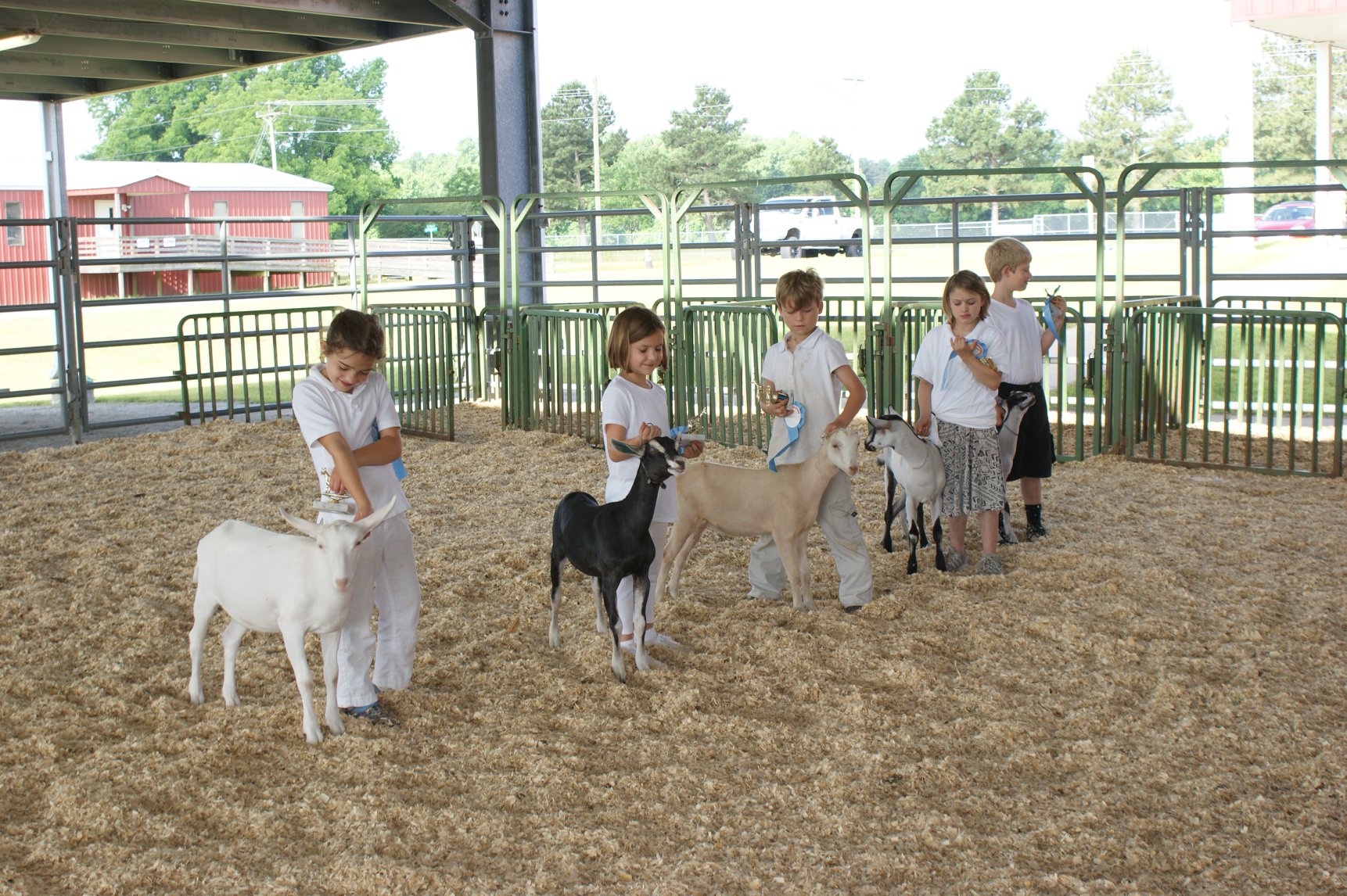 Youth North Carolina Dairy Goat Breeders Association